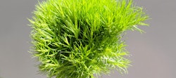 Vibrant green grass close-up on a gray background, showcasing lush texture and fresh, healthy blades of grass with room for text or design elements.