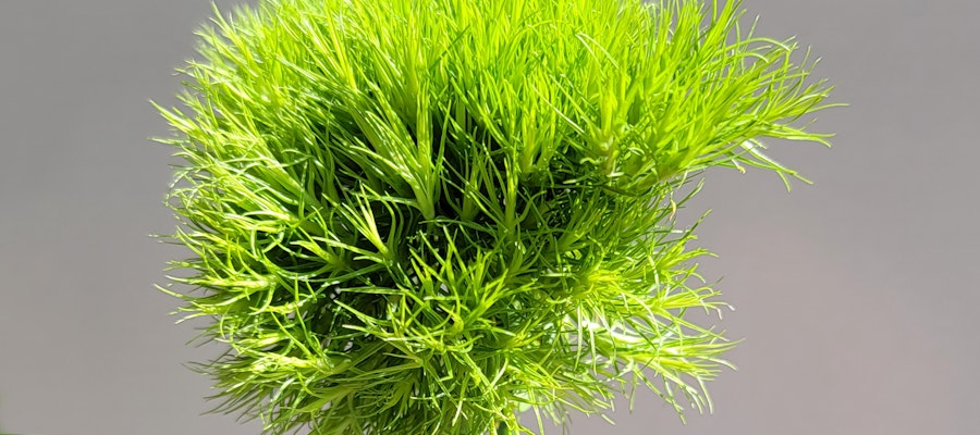 Vibrant green plant with lush, feathery foliage, ideal for home decor and indoor gardens.
