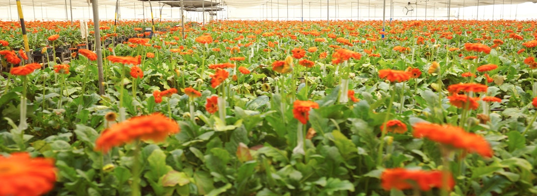 Vast commercial greenhouse filled with blooming orange gerbera daisies, showcasing rows of vibrant flowers under a translucent ceiling.