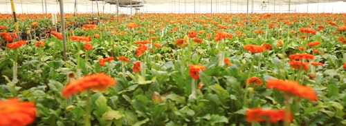 Vast commercial greenhouse filled with blooming orange gerbera daisies, showcasing rows of vibrant flowers under a translucent ceiling.