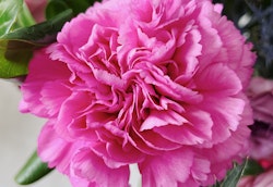Close-up of a vibrant pink carnation with ruffled petals, set against a blurred background of green leaves and other floral elements.