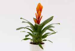 Bright orange bromeliad flower with vibrant green leaves in a simple white pot against a clean white background, representing a fresh indoor plant decor.