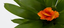 Vibrant orange flower blossoming amidst lush green leaves against a clear white background, showcasing a fresh, natural plant close-up for serene botanical themes.