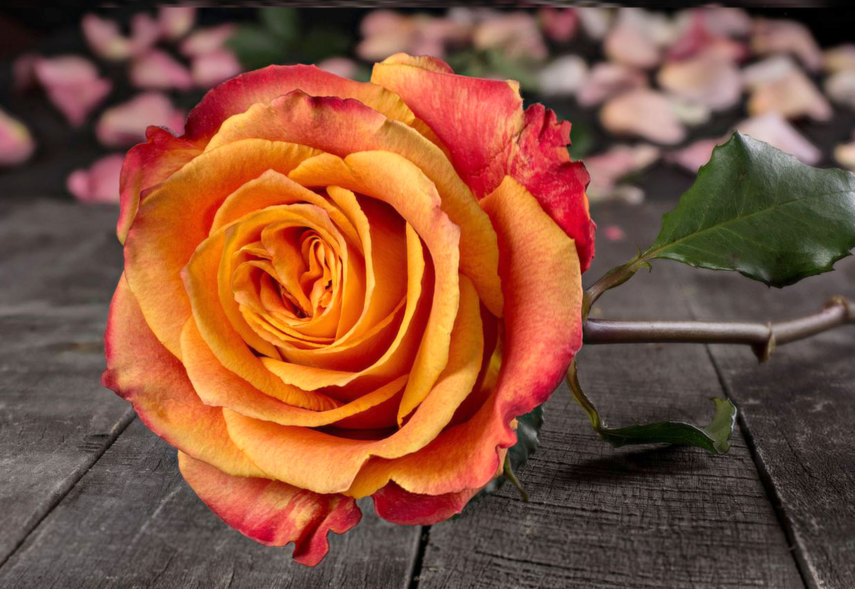 Rose