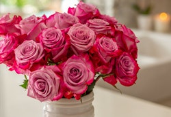 Vibrant bouquet of pink roses with a hint of white in a white vase, displayed in a bright room with soft focus background featuring a bathtub.