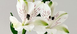 Close-up of a bouquet of white Alstroemeria flowers with prominent pink streaks and yellow centers against a pale background, highlighting their delicate patterns.