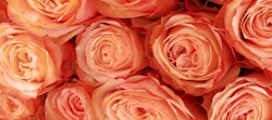 Close-up of a bouquet of lush peach roses in full bloom, showcasing their delicate petals and subtle color variations, perfect for romantic occasions or floral decor.