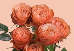 A bouquet of vibrant orange roses with lush petals in full bloom, set against a soft peach background, exuding elegance and beauty in a close-up view.