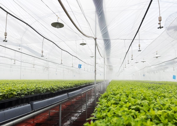 Rows of young plants growing in a modern greenhouse with irrigation system, transparent ceiling, and climate control features visible under a diffuse light.