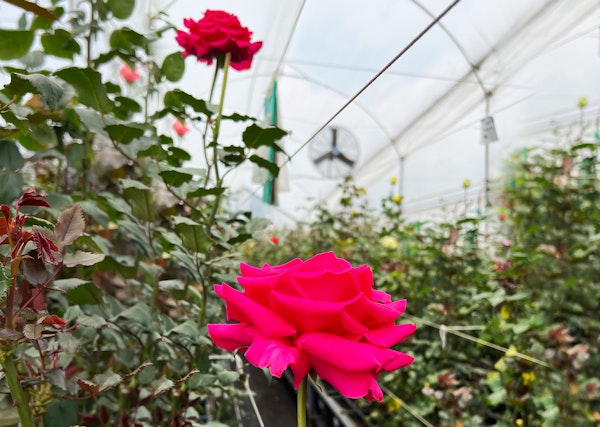 Bright pink rose in sharp focus in a greenhouse setting with blurred background featuring more roses and a large ventilation fan.