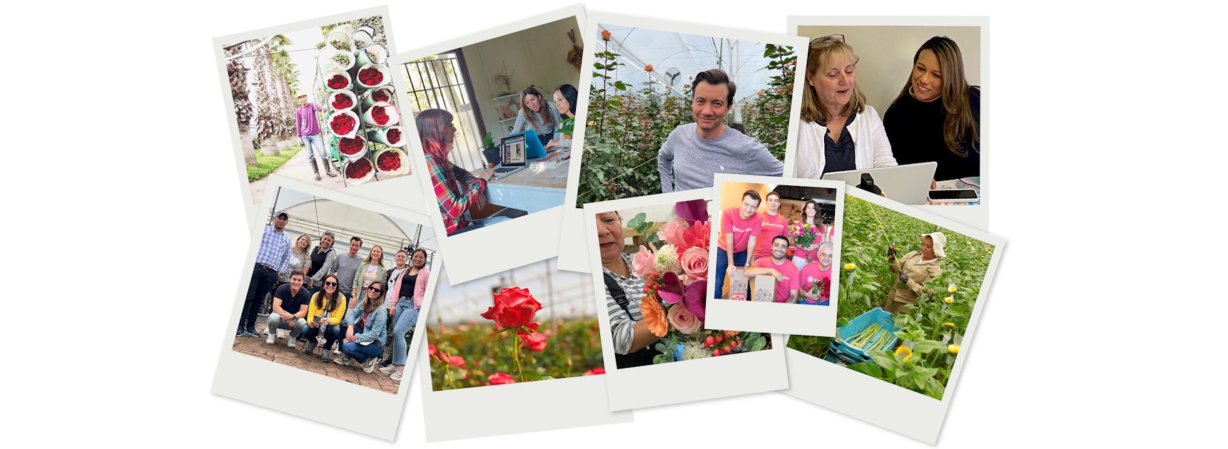 A collage showcasing a vibrant rose farm, team members, and stunning floral arrangements.
