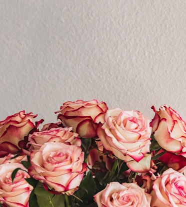 Blush and red-edged roses in a stunning floral arrangement, perfect for any celebration.