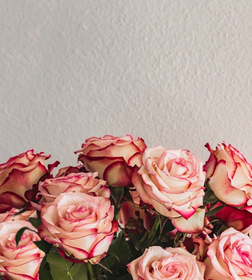 Blush and red-edged roses in a stunning floral arrangement, perfect for any celebration.