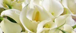 Close-up of elegant white calla lilies with prominent yellow spadices, surrounded by soft green foliage, reflecting natural beauty and purity.