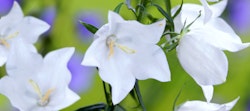 Close-up of delicate white bell-shaped flowers with yellow stamens, likely Campanula, against a blurred background of purple flowers and green foliage.