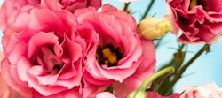 Bright pink eustoma flowers in full bloom with delicate petals and yellow centers against a soft blue background, showcasing a vibrant contrast of colors.