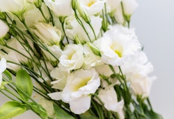 A close-up of a vibrant bouquet featuring delicate white eustoma flowers with their lush green stems and leaves, set against a soft, neutral background.