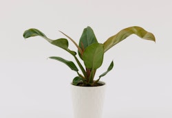Healthy green houseplant with broad leaves in a white textured pot against a plain light background, displaying the plant's vibrant colors and elegant shape.