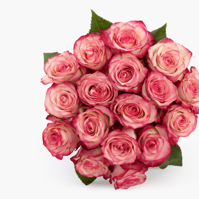bloomsy roses valentines