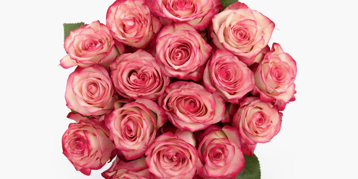bloomsy roses valentines