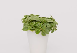 peperomia