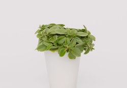 Lush green potted plant with oval-shaped leaves overflowing a white modern planter set against a clean, minimalist white background.