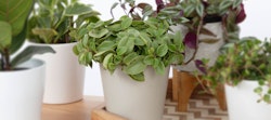 Assorted indoor potted plants arranged neatly, including green and purple-leaved varieties in white pots, set against a clean, uncluttered background.