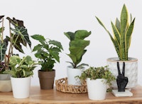 plant center
