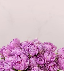 A bouquet of vibrant purple peonies against a soft, neutral background, showcasing the detailed petals and lush blooms in a minimalist setting.