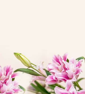 Close-up of vibrant pink and white lilies with fresh buds on a soft beige background, capturing the delicate texture and beauty of the petals.