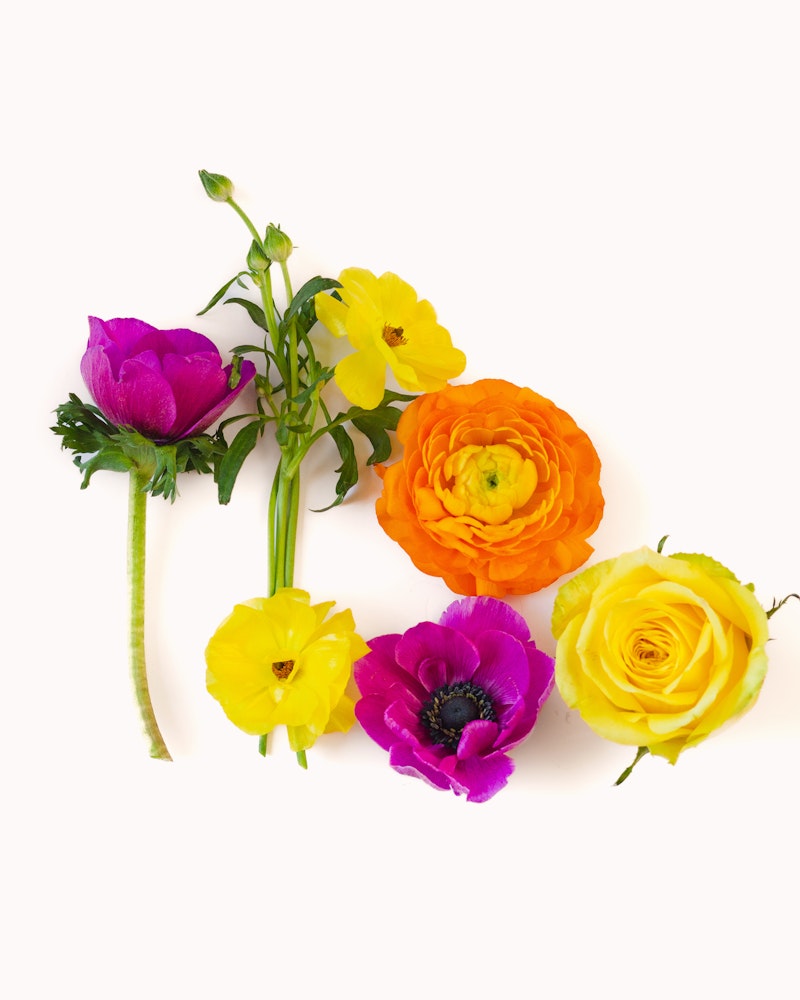 Vibrant arrangement of fresh flowers including purple, yellow, and orange ranunculi and anemones, isolated on a white background.
