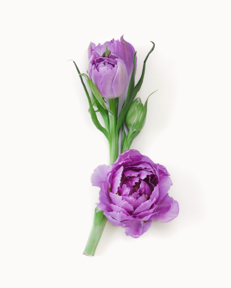 Two elegant purple tulips with green stems and leaves, one fully bloomed and the other partially open, arranged neatly on a white background.