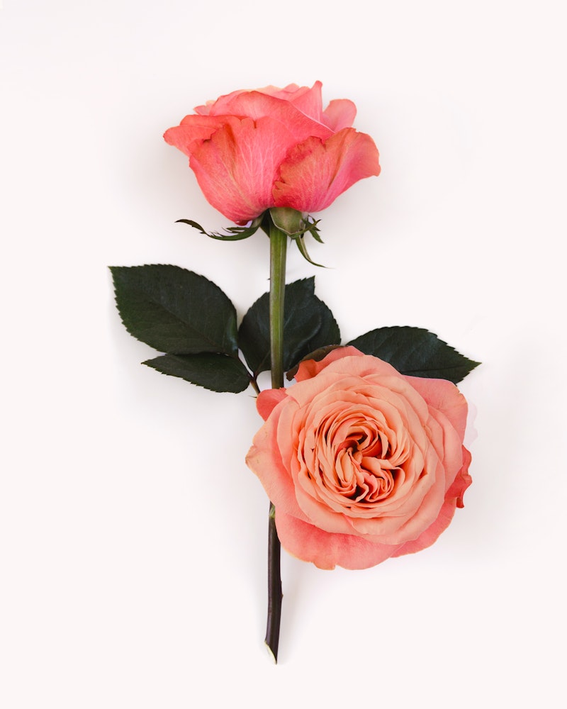 A single peach-colored rose with a lush bloom and green leaves, presented in high contrast against a pure white background.