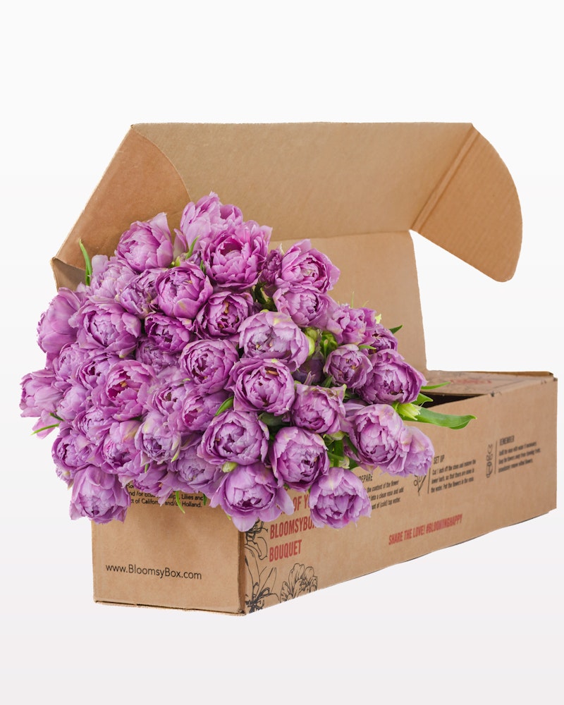 A vibrant bouquet of purple tulips spilling out from an open BloomsyBox cardboard flower box, showcasing fresh floral delivery service.