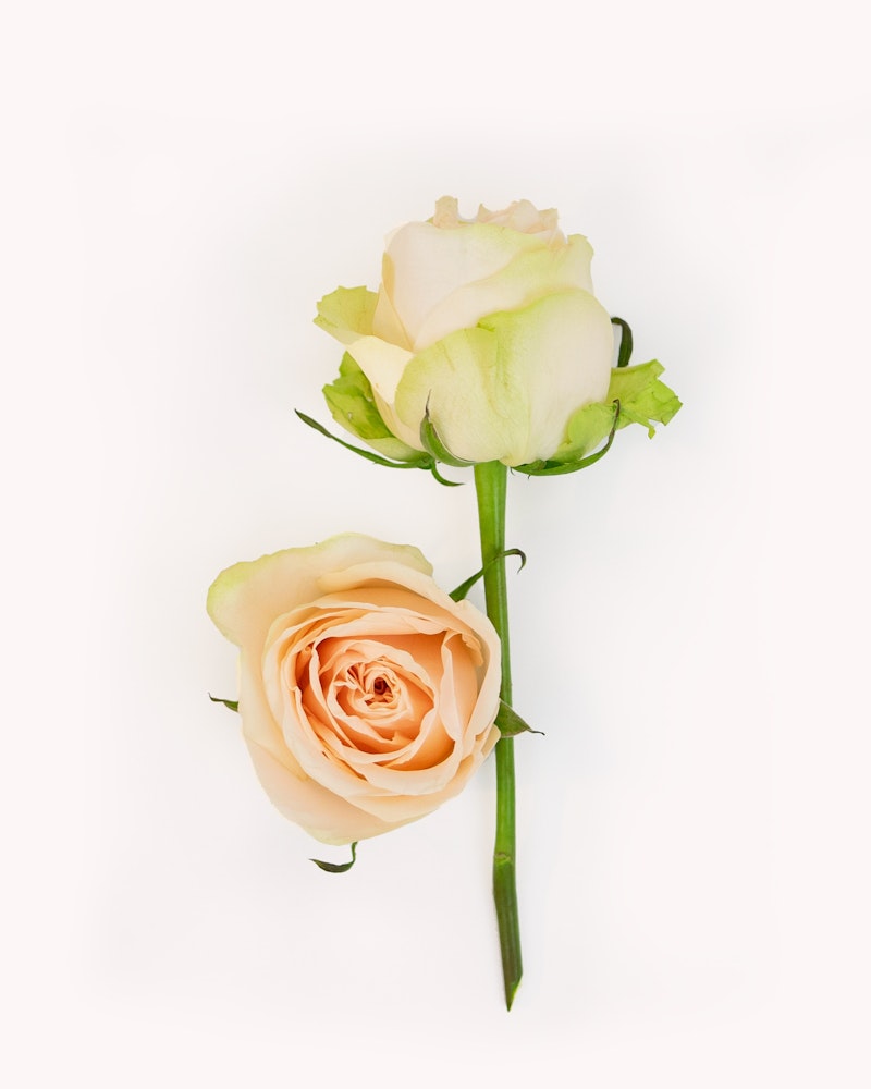 Two delicate peach roses with green leaves and stems, isolated on a clean white background, one fully bloomed and the other partially open.