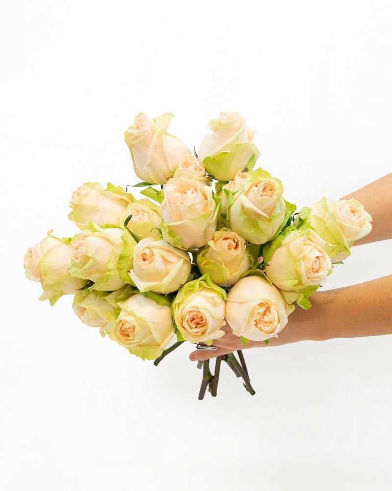 A person's arm extended, holding a large bouquet of light peach roses against a white background, with a focus on the fresh, vibrant blooms.