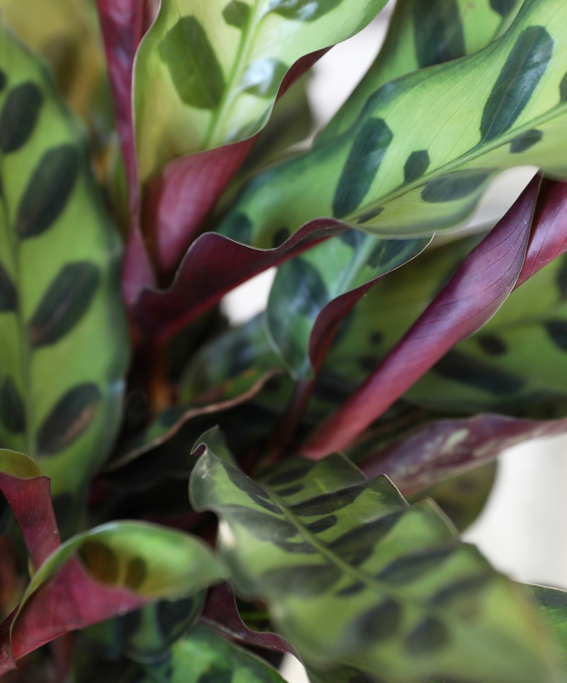Close-up view of tropical Calathea plant leaves with vibrant green patterns and reddish-purple undersides, highlighting the plant's natural beauty and intricate details.