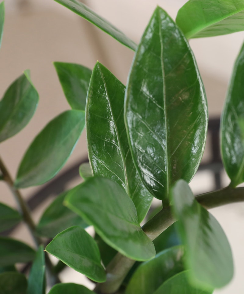 Close-up of glossy green leaves of a houseplant, showcasing the textures and veins against a soft-focus background, embodying the freshness and tranquility of indoor foliage.
