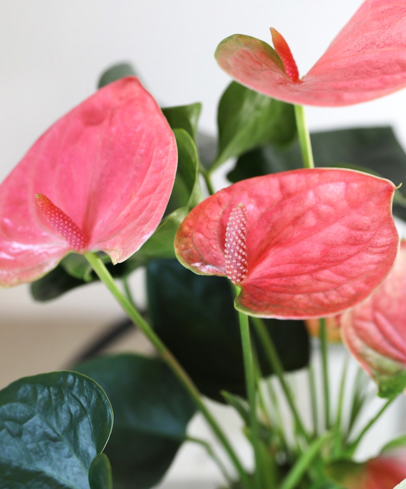 Vibrant pink anthurium flowers with glossy green leaves and prominent spadix, showcasing a close-up view, with a soft-focus background enhancing the delicate texture of the petals.