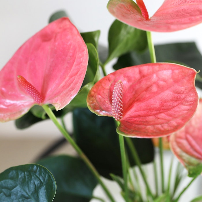 Vibrant pink anthurium flowers with glossy green leaves and prominent spadix, showcasing a close-up view, with a soft-focus background enhancing the delicate texture of the petals.
