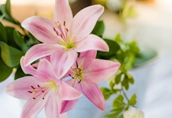 Close-up of vibrant pink lilies with soft petals and prominent stamens, set against a blurred background of green foliage and hints of white flowers.