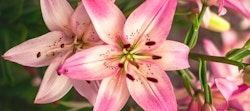Vibrant pink Asiatic lilies with dark spots on petals, showcasing bright stamens against a blurry green background, symbolizing summer blooms in a garden setting.