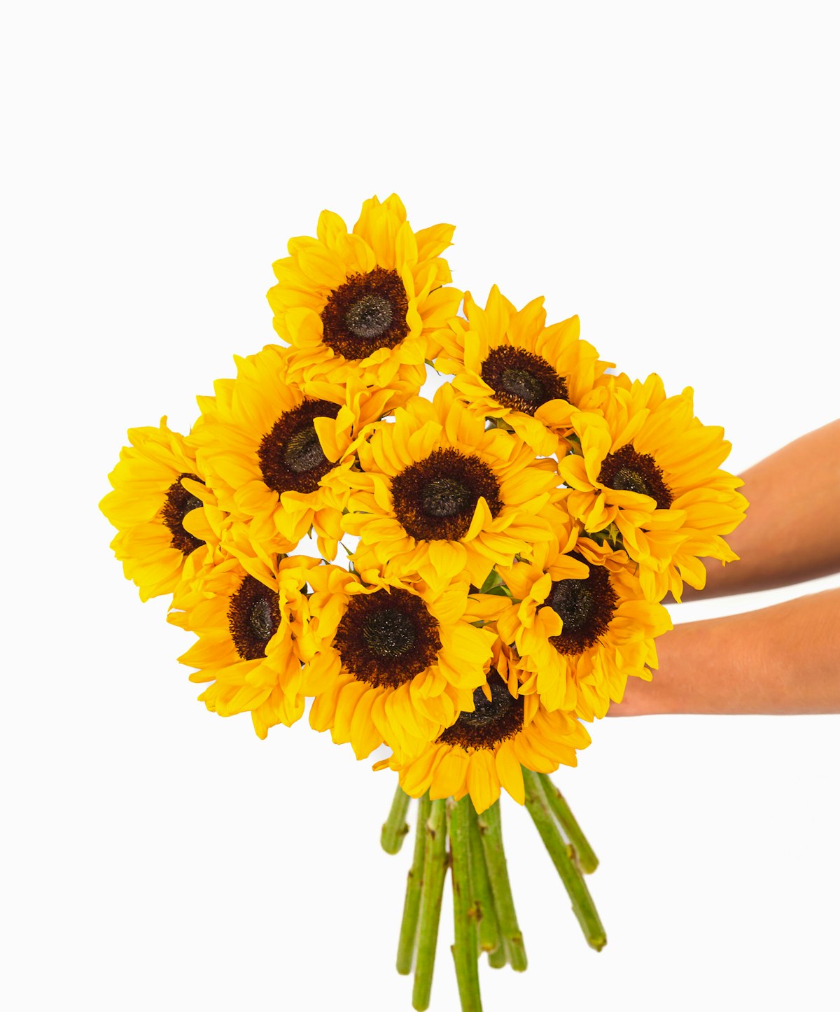 Sunflower Delivery Flowers Delivery BloomsyBox