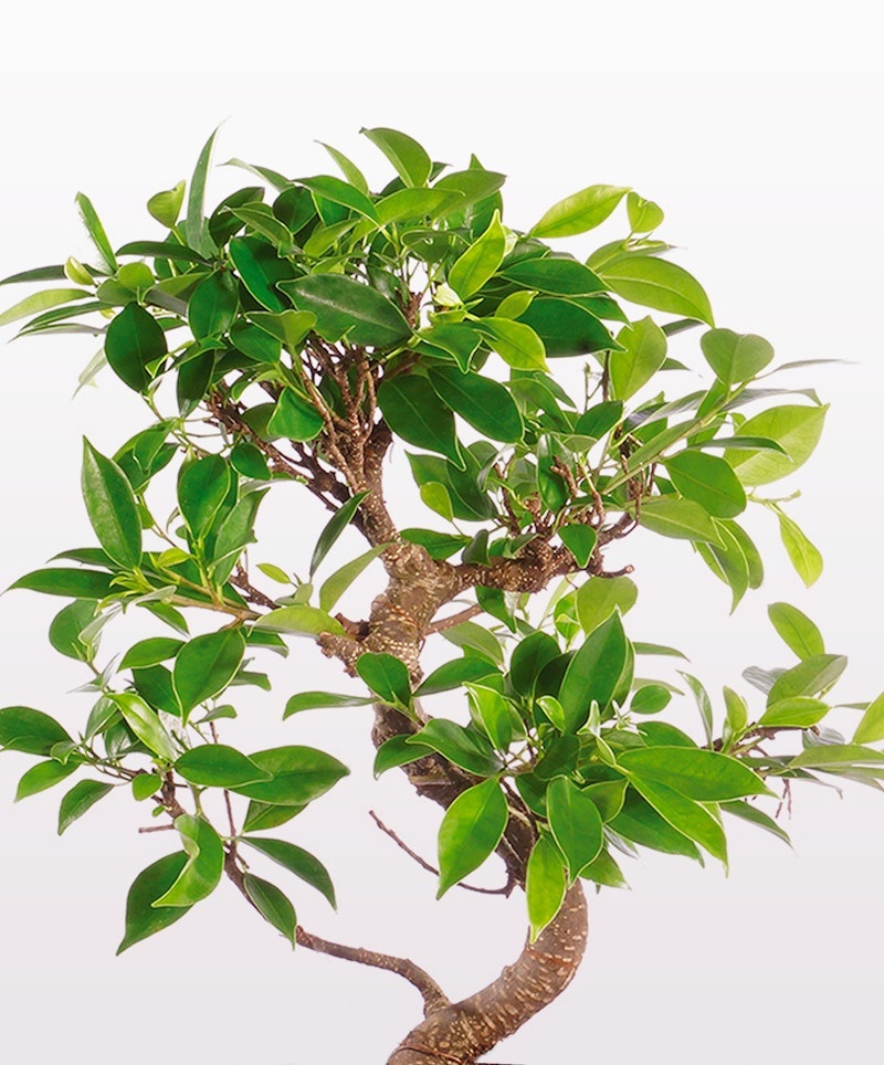 Vibrant green bonsai tree with a thick brown trunk and lush leaves, displayed against a minimalist white background, showing the intricate art of bonsai cultivation.