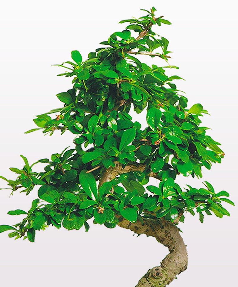 Lush green bonsai tree with a thick, twisted trunk and dense foliage, isolated on a white background, showcasing the art of miniature tree cultivation.