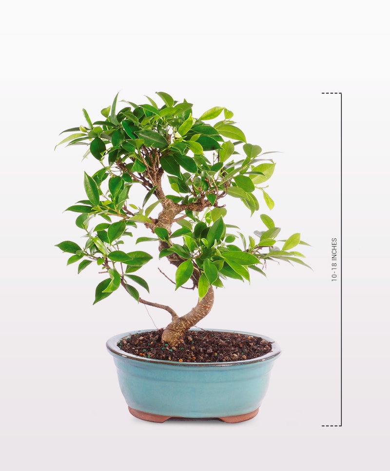 Healthy green bonsai tree in a blue oval pot against a clean white background, displaying the intricate twisted trunk and lush foliage.