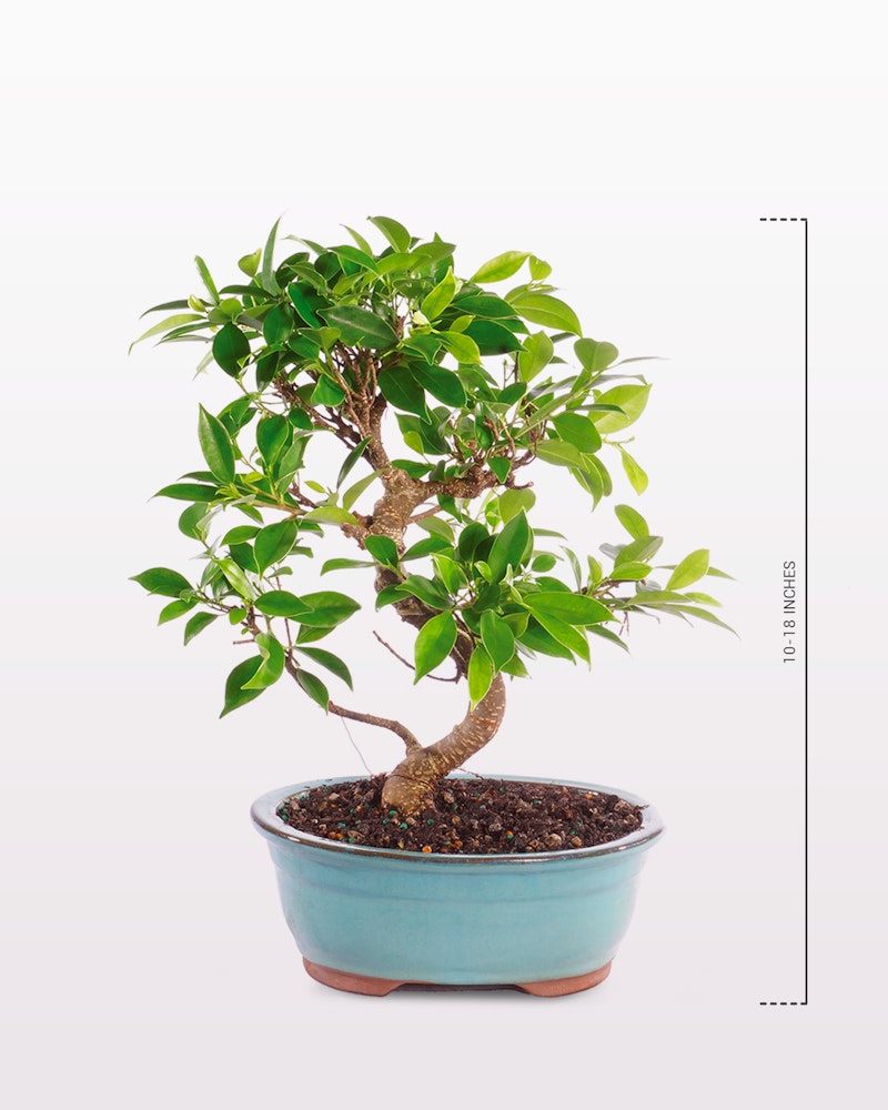 Healthy green bonsai tree in a blue oval pot against a clean white background, displaying the intricate twisted trunk and lush foliage.