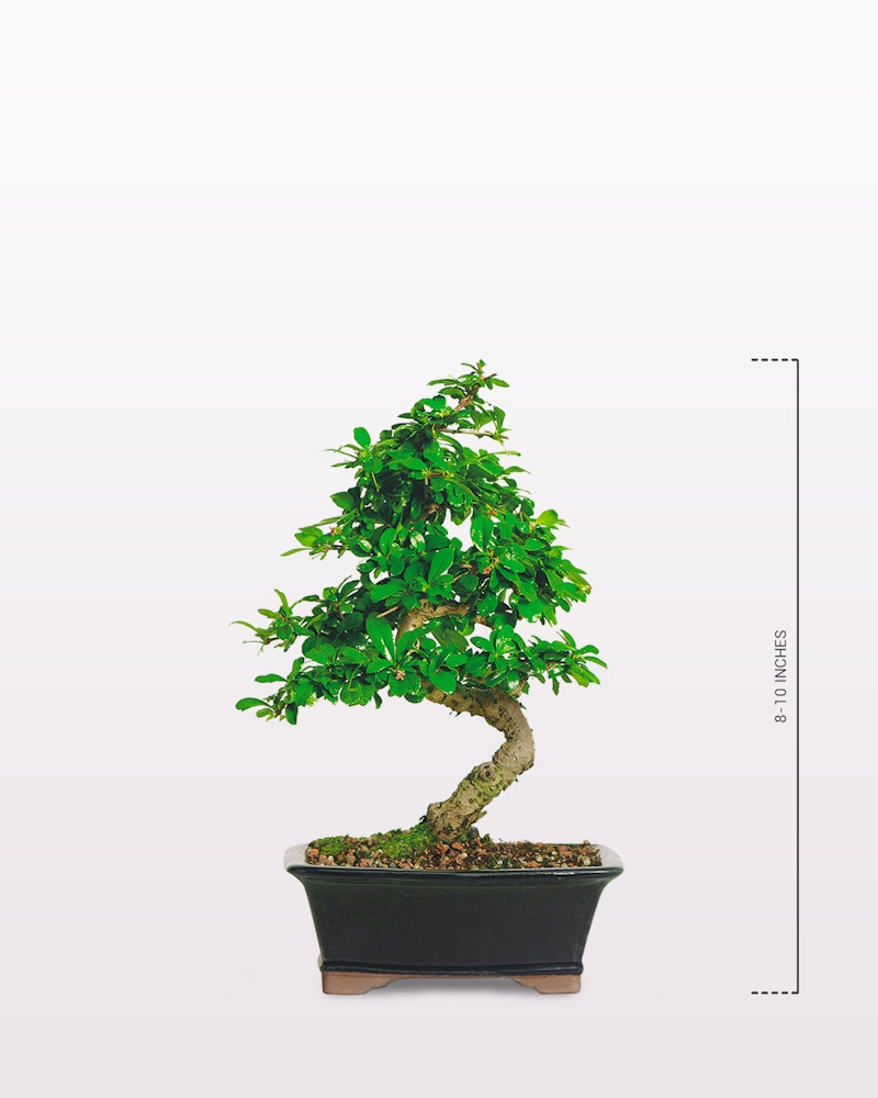 Elegant bonsai tree with a curved trunk and lush green leaves, planted in a black rectangular pot, showcased against a plain white background with a height scale.