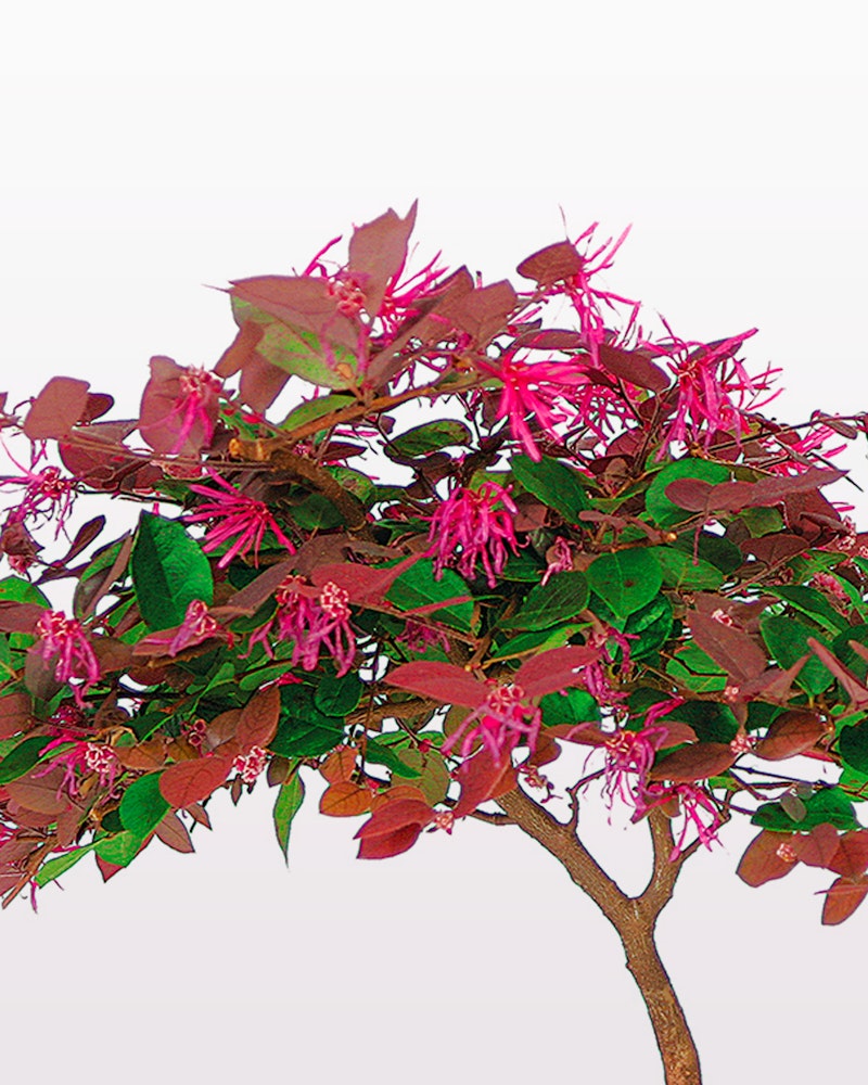 Lush green and reddish leaves on a small tree with clusters of vibrant pink flowers against a plain white background, suitable for ornamental gardening visuals.