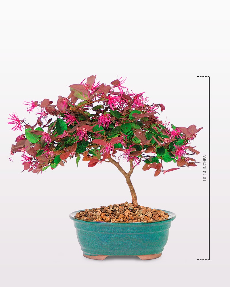A vibrant bonsai tree with a lush canopy of green and pink leaves in a turquoise pot against a neutral background, demonstrating the elegant art of bonsai cultivation.